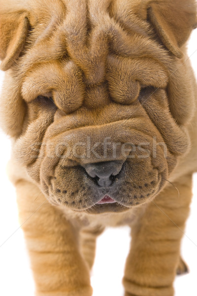 Sharpei hond leuk studio profiel vriend Stockfoto © Fesus