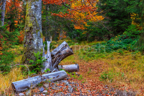 Colorful and bright autumn forest Stock photo © Fesus