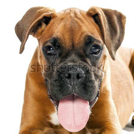 German Boxer puppy (5 month) Stock photo © Fesus