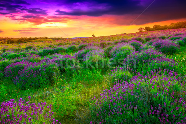 Lavender field in summer Stock photo © Fesus