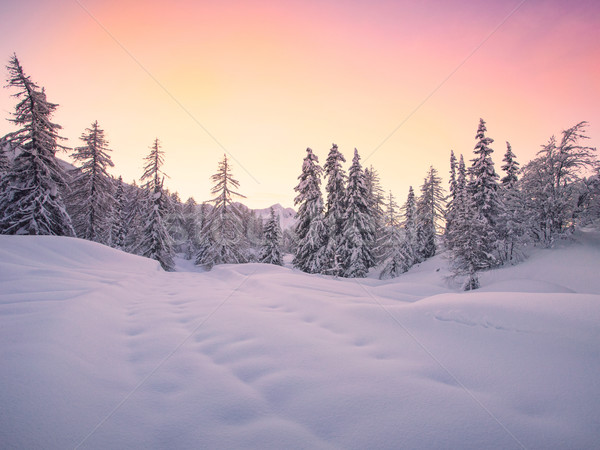 Hermosa invierno paisaje nieve cubierto árboles Foto stock © Fesus