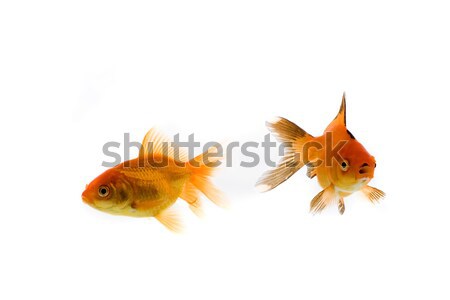 gold fish Stock photo © Fesus