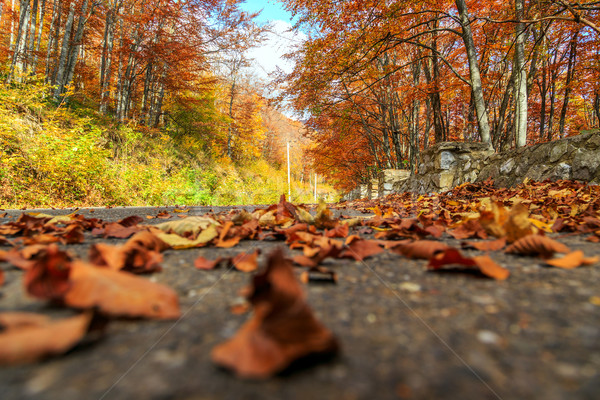 дороги осень пейзаж природы лист лет Сток-фото © Fesus