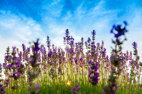 Campo de lavanda Hungria verão flor pôr do sol natureza Foto stock © Fesus