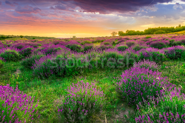 Sunset over a summer lavender field in Tihany, Hungary Stock photo © Fesus