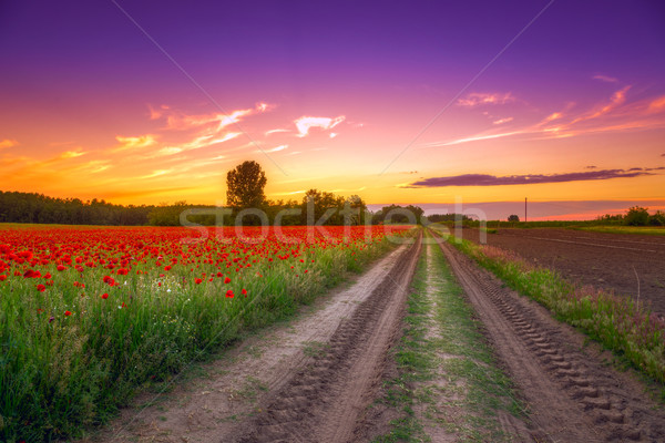 Amapolas campo puesta de sol hierba verde rojo cielo Foto stock © Fesus