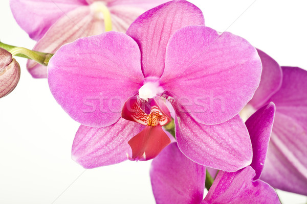 pink orchid Stock photo © Fesus