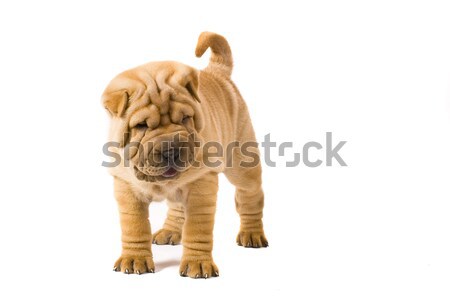 Sharpei chien amusement studio profile ami [[stock_photo]] © Fesus