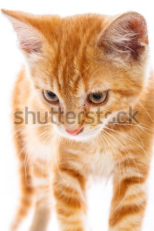 Kırmızı küçük kedi yalıtılmış arka plan Stok fotoğraf © Fesus