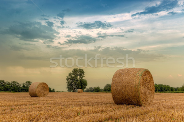 Straw bales with dramatic sky Stock photo © Fesus