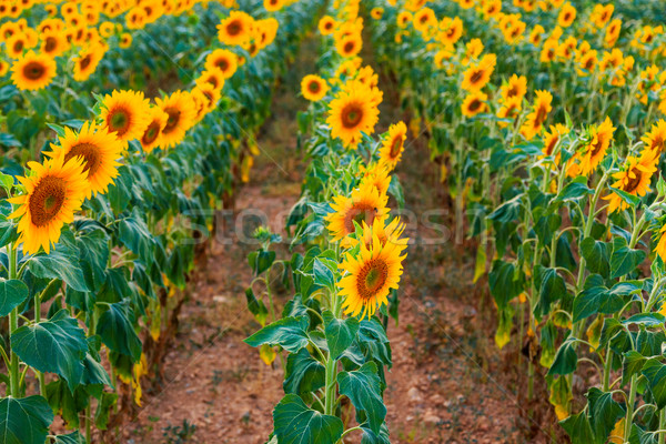 Sunflower field Stock photo © Fesus