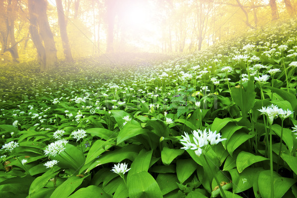 Stockfoto: Wild · knoflook · bos · Hongarije · boom · zon