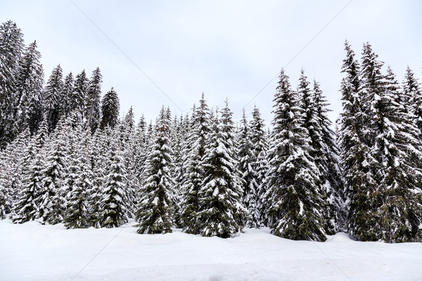 Invierno forestales alpes esquí centro naturaleza Foto stock © Fesus