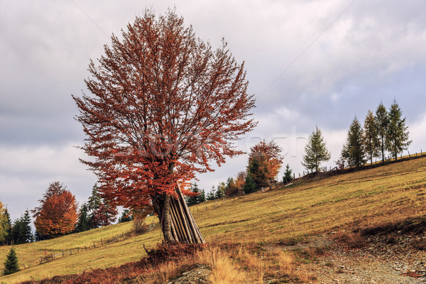 Stok fotoğraf: Sabah · renkli · sonbahar · manzara · Romanya · dağlar