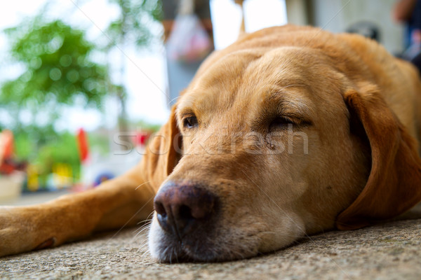 商業照片: 黃色 · 拉布拉多獵犬 · 戶外 · 選擇性的重點 · 眼睛 · 口