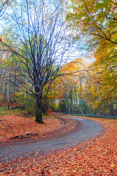 Road in autumn beech landscape Stock photo © Fesus