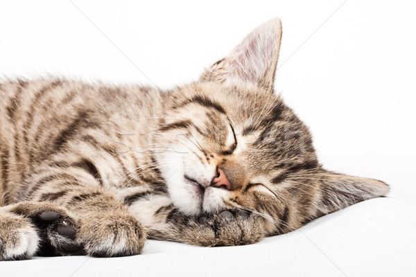 Schlafen Katze Augen Hintergrund Spaß entspannen Stock foto © Fesus