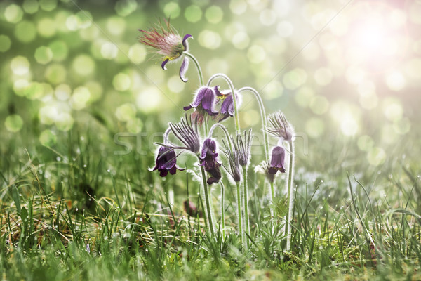 Spring flowers - 'Pulsatilla' Stock photo © Fesus