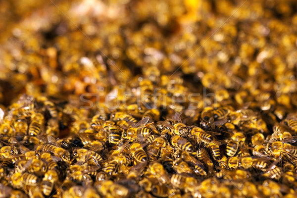 Wenig Bienen früh Frühling Zeit Augen Stock foto © Fesus