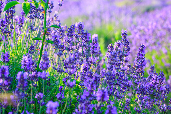 Stock photo: Lavender field in the summer