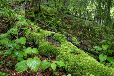 Beautiful green forest Stock photo © Fesus