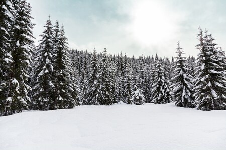 Snowy winter forest Stock photo © Fesus