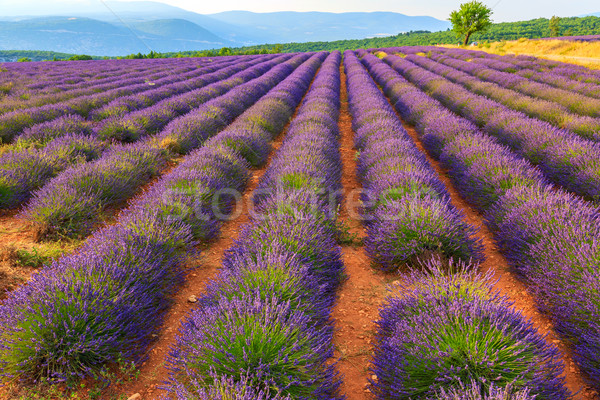 Lavender field summer landscape near Sault Stock photo © Fesus