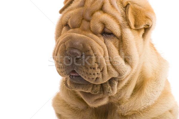 Sharpei köpek eğlence stüdyo profil arkadaş Stok fotoğraf © Fesus