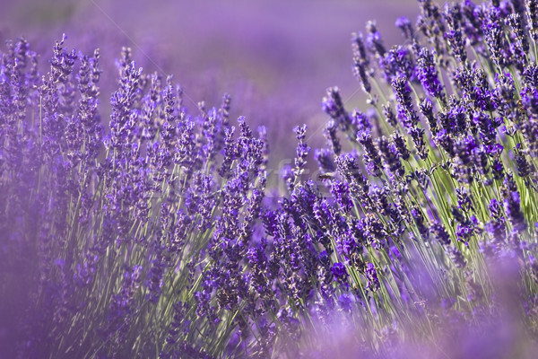 Lawendowe pole lata kwiat charakter krajobraz ogród Zdjęcia stock © Fesus