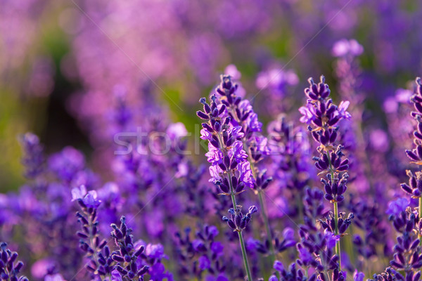 Lavender field in Tihany, Hungary Stock photo © Fesus
