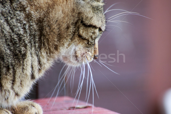 Pisică portret acasă în aer liber fundal Imagine de stoc © Fesus