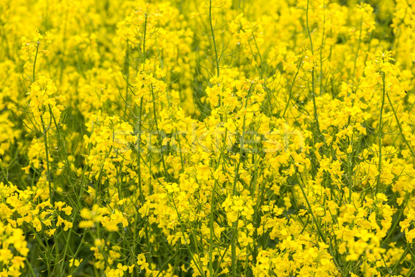 Canola field Stock photo © Fesus