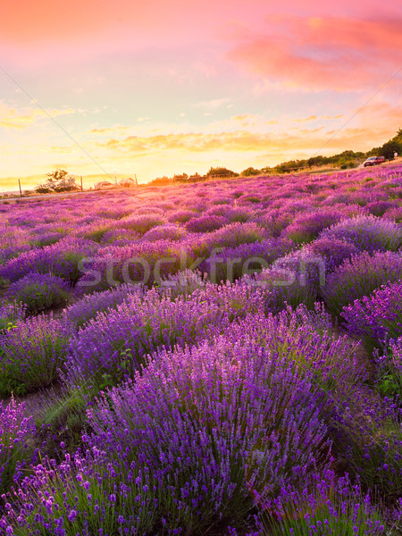 Lavender field in Tihany, Hungary Stock photo © Fesus