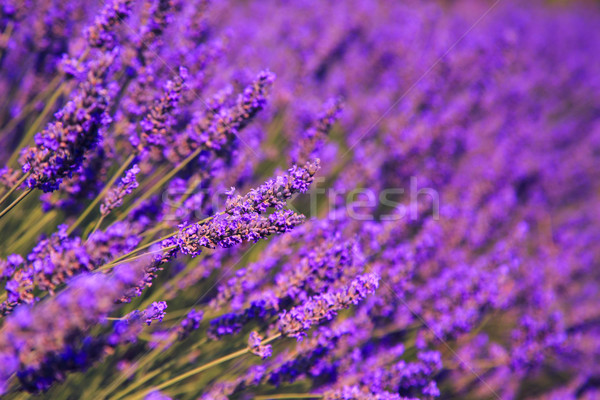 Lavender Flowers Stock photo © Fesus