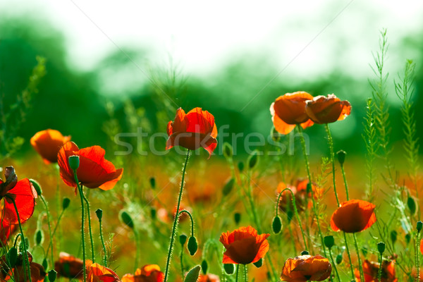 Foto stock: Vermelho · campo · flor · primavera · grama