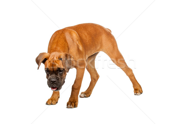 German Boxer puppy Stock photo © Fesus