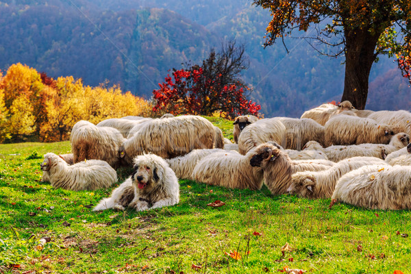 Dogs guard the sheep on the mountain pasture Stock photo © Fesus