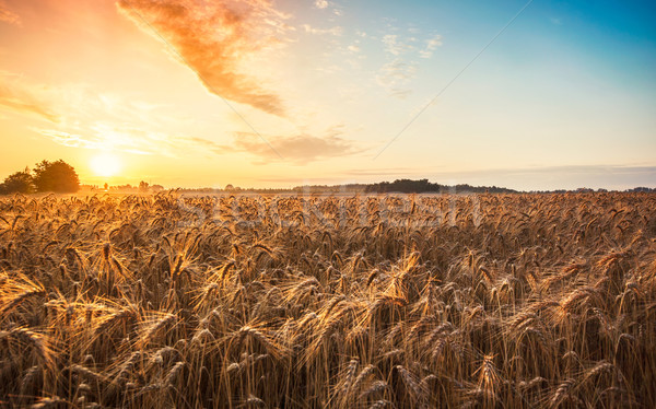 Magic sunrise with wheat field Stock photo © Fesus