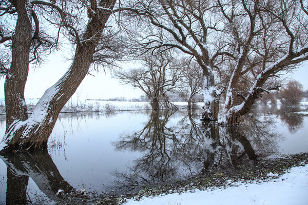 Inverno panorama fiume Ungheria acqua albero Foto d'archivio © Fesus