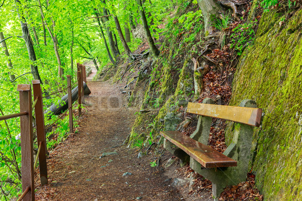 Green forest with pathway Stock photo © Fesus