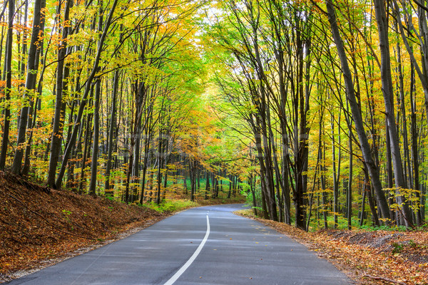 Straße Herbst Wald Landschaft Ungarn Holz Stock foto © Fesus