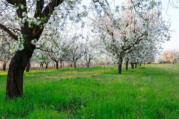 Cherry blossom Stock photo © Fesus