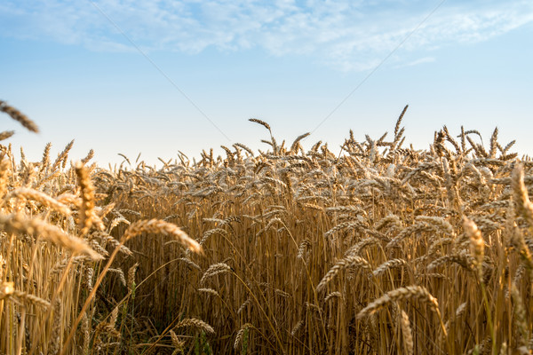 Campo de trigo listo cosecha creciente granja campo Foto stock © Fesus
