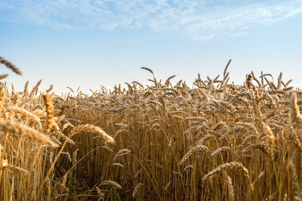 Búzamező kész aratás növekvő farm mező Stock fotó © Fesus