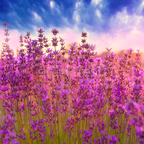 Campo di lavanda Ungheria estate fiore tramonto panorama Foto d'archivio © Fesus