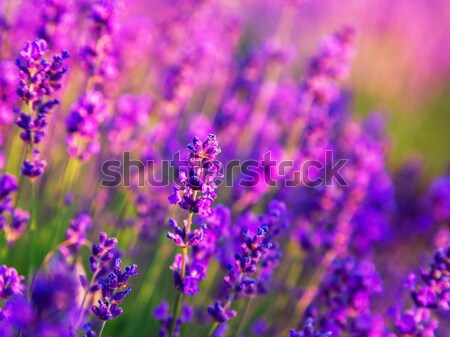 Violet lavender field Stock photo © Fesus