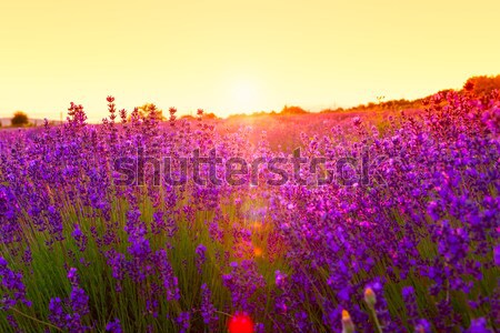 Sunset over a violet lavender field Stock photo © Fesus
