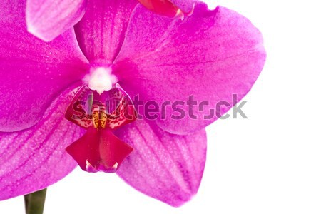 orchid Stock photo © Fesus