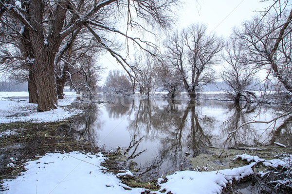 Inverno panorama fiume Ungheria acqua albero Foto d'archivio © Fesus