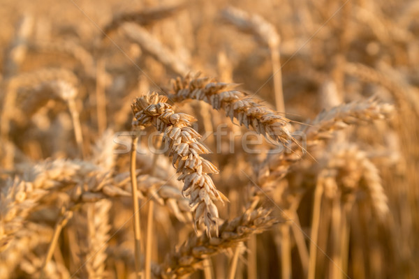 Pole pszenicy gotowy zbiorów rozwój gospodarstwa dziedzinie Zdjęcia stock © Fesus